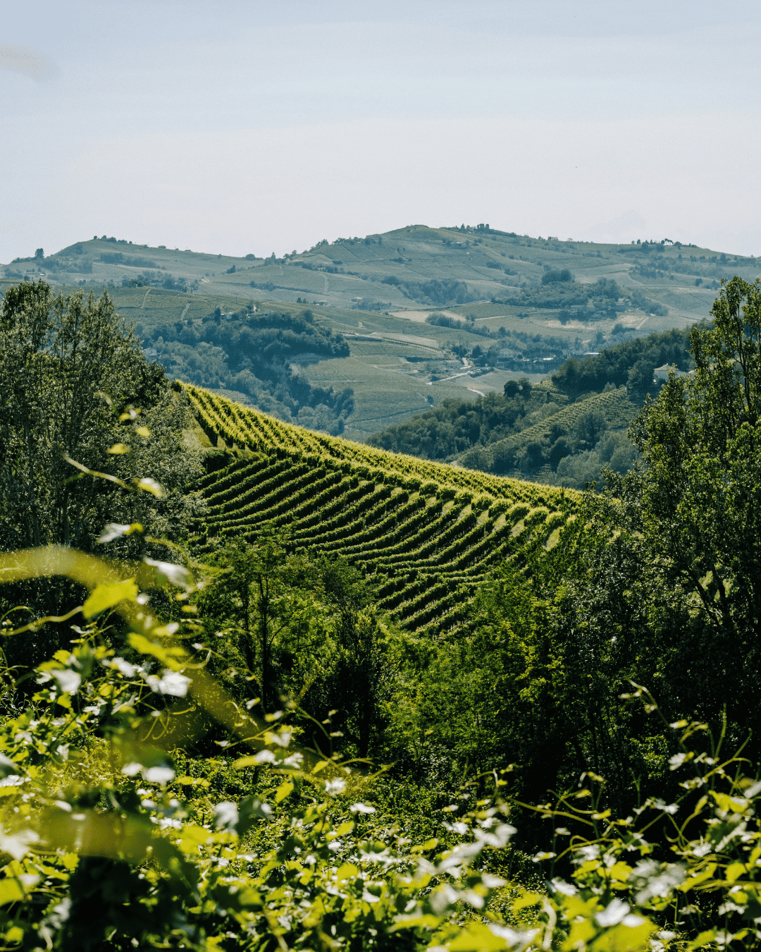 Die besten Weinbaugebiete Piemont