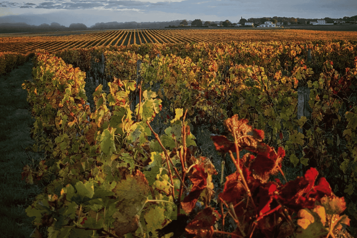 Die besten Weinbaugebiete